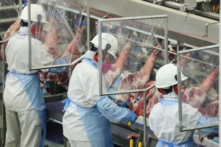 Paraná registra maior salto do País nas contratações femininas no setor industrial de suínos