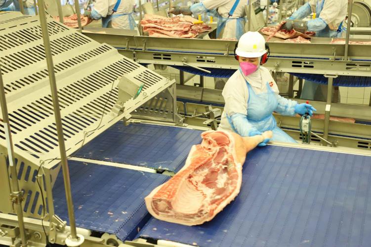 Paraná registra maior salto do País nas contratações femininas no setor industrial de suínos