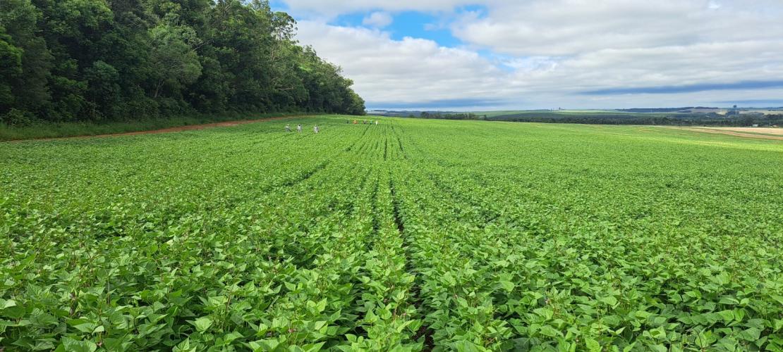 IDR-Paraná lança cultivar de feijão em Ponta Grossa