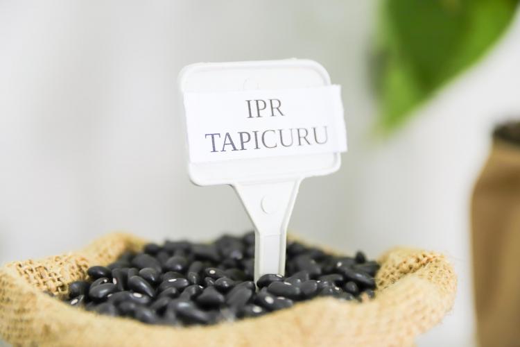 IDR-Paraná entrega nova cultivar de feijão ao setor produtivo