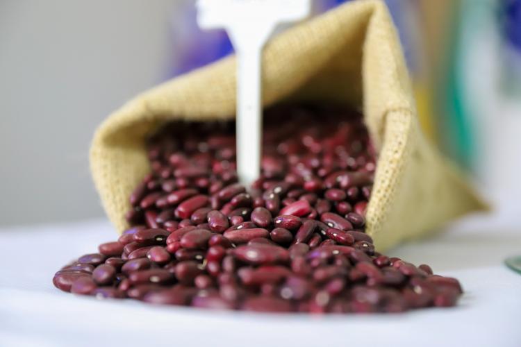 IDR-Paraná entrega nova cultivar de feijão ao setor produtivo