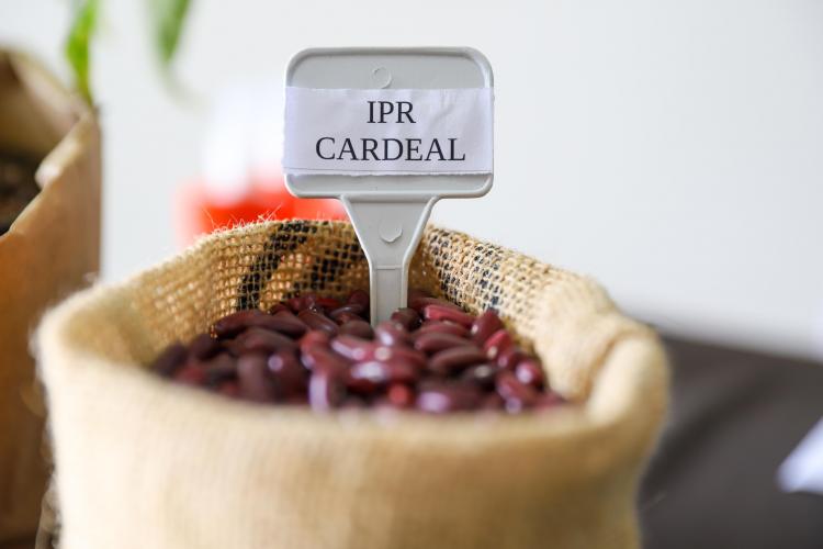 IDR-Paraná entrega nova cultivar de feijão ao setor produtivo