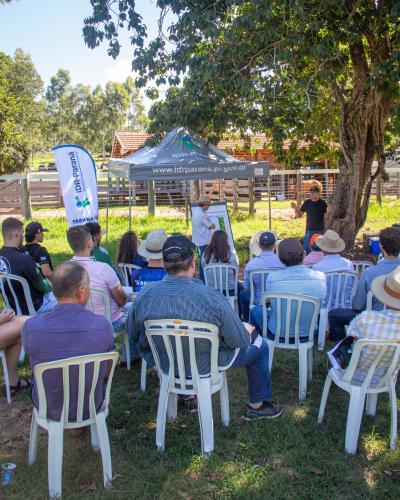 IDR-Paraná leva estratégias para modernizar a pecuária de corte na região de Umuarama