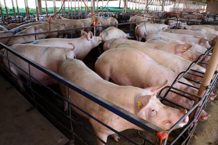 Paraná alcança em março de 2025 o 2º maior aumento das exportação de carne suína