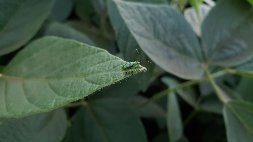 Manejo de pragas do feijão ganha aplicativo para celulares
