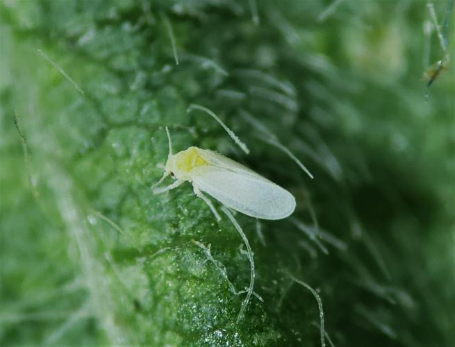 Manejo de pragas do feijão ganha aplicativo para celulares
