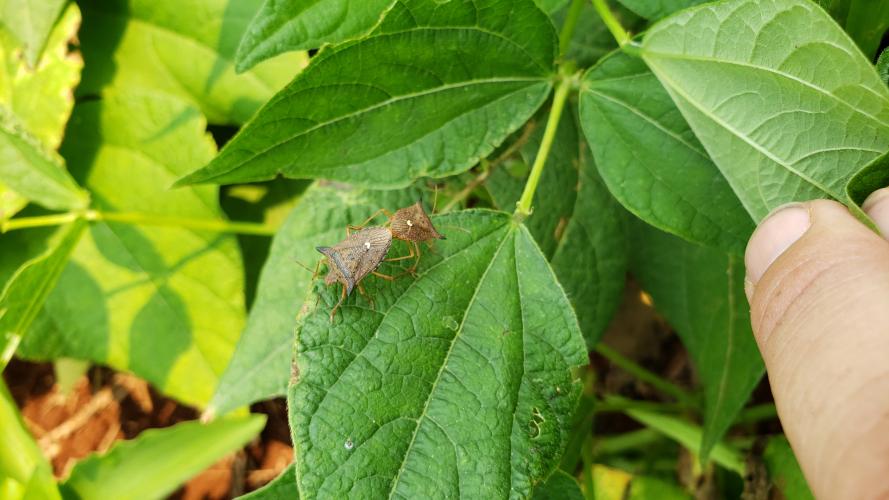 Manejo de pragas do feijão ganha aplicativo para celulares