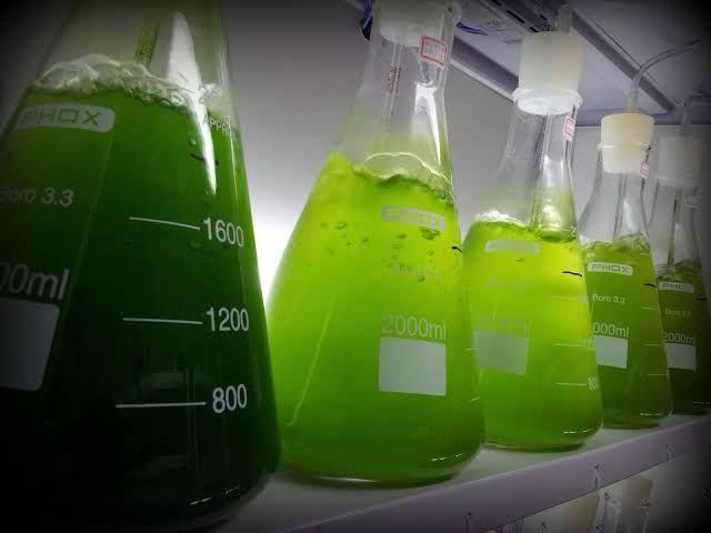 microalgas