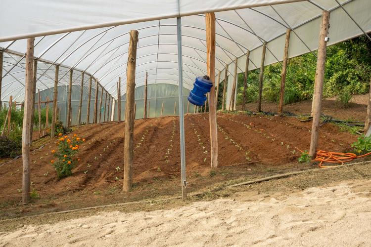 Estado compra R$ 130 milhões da agricultura familiar e distribui 19 mil toneladas de alimentos