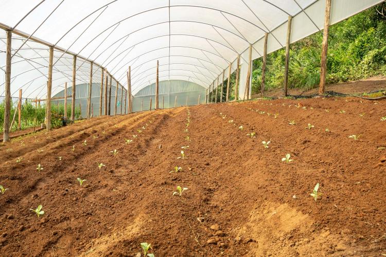 Estado compra R$ 130 milhões da agricultura familiar e distribui 19 mil toneladas de alimentos