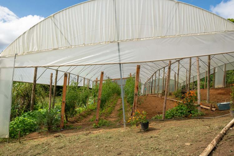 Estado compra R$ 130 milhões da agricultura familiar e distribui 19 mil toneladas de alimentos