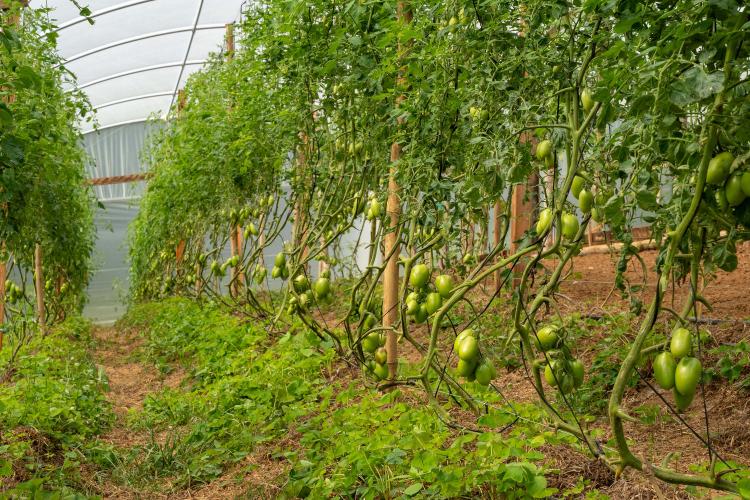 Estado compra R$ 130 milhões da agricultura familiar e distribui 19 mil toneladas de alimentos