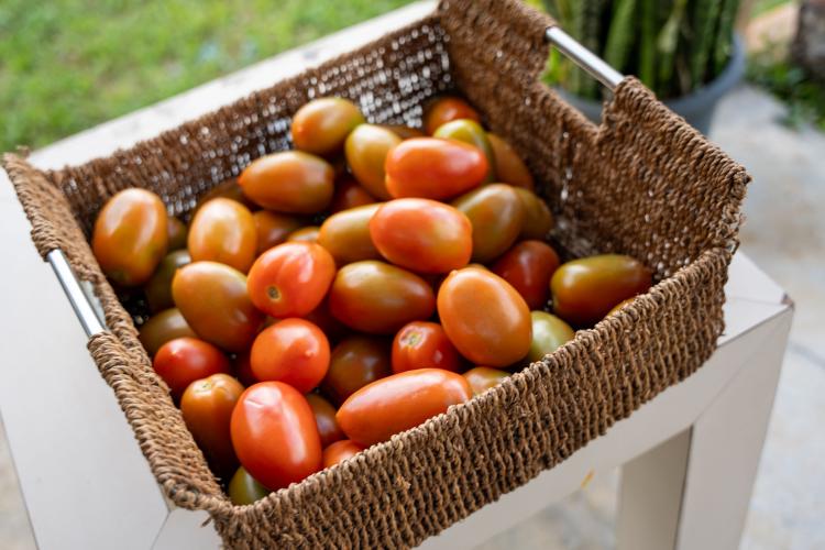 Estado compra R$ 130 milhões da agricultura familiar e distribui 19 mil toneladas de alimentos