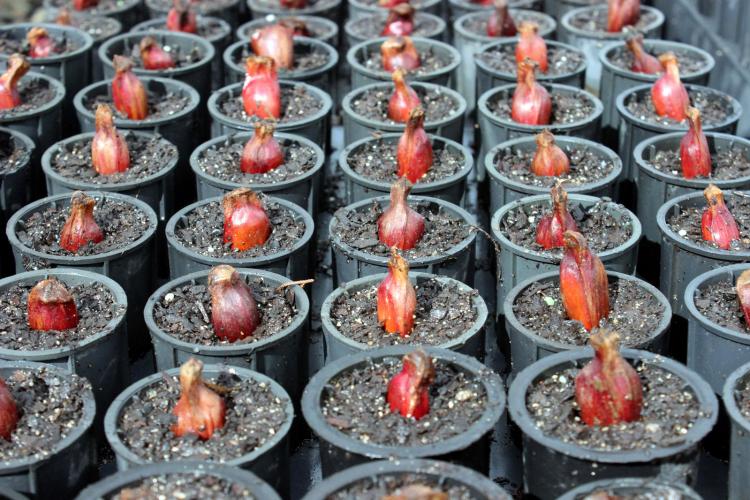 Colheita de pinhão é liberada no Paraná