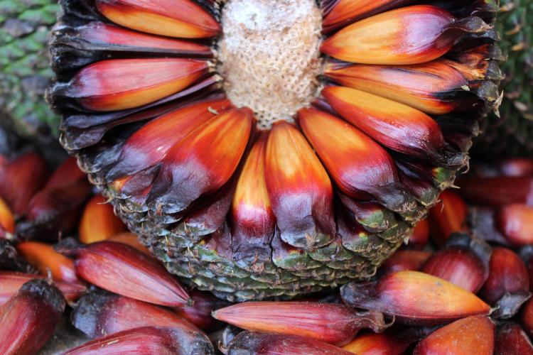 Colheita de pinhão é liberada no Paraná