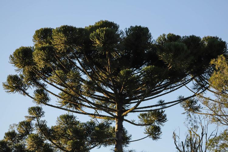 Colheita de pinhão é liberada no Paraná