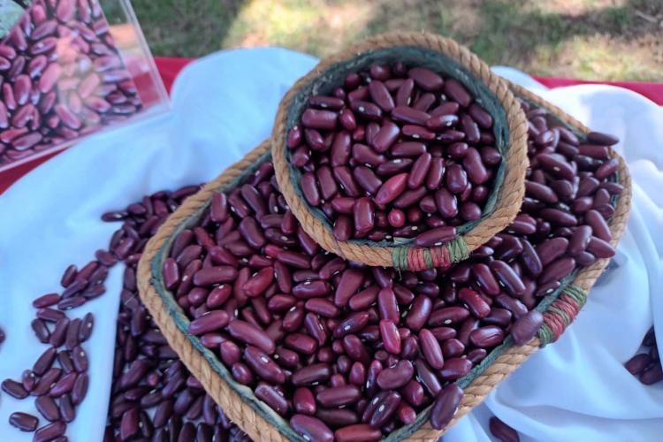 Manejo de pragas do feijão ganha aplicativo para celulares