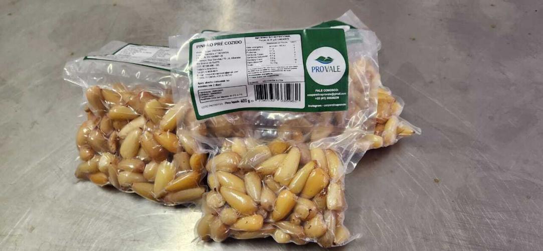 Colheita de pinhão é liberada no Paraná