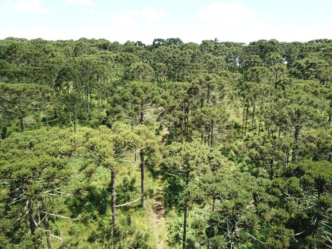 Colheita de pinhão é liberada no Paraná