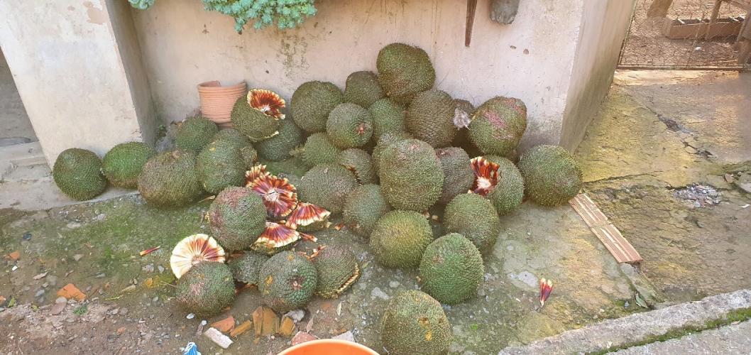 Colheita de pinhão é liberada no Paraná