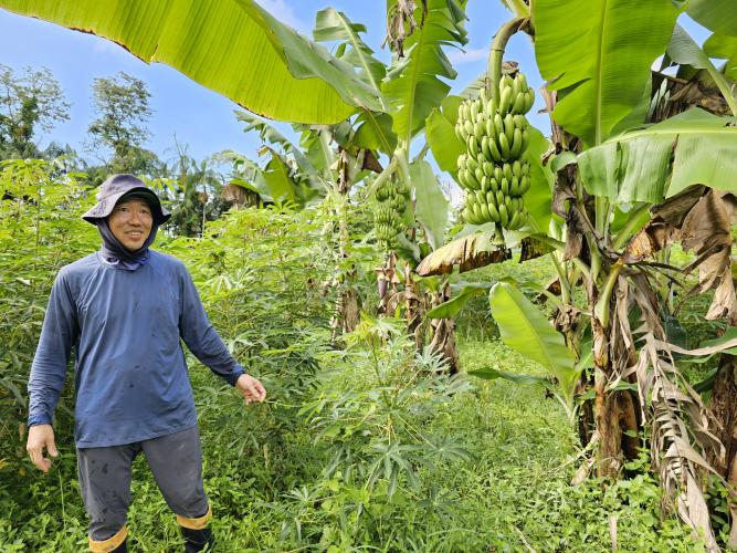 Paraná tem potencial para duplicar a produtividade dos bananais