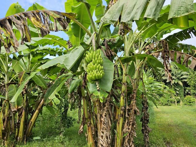 Paraná tem potencial para duplicar a produtividade dos bananais