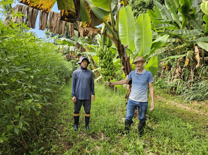 Paraná tem potencial para duplicar a produtividade dos bananais