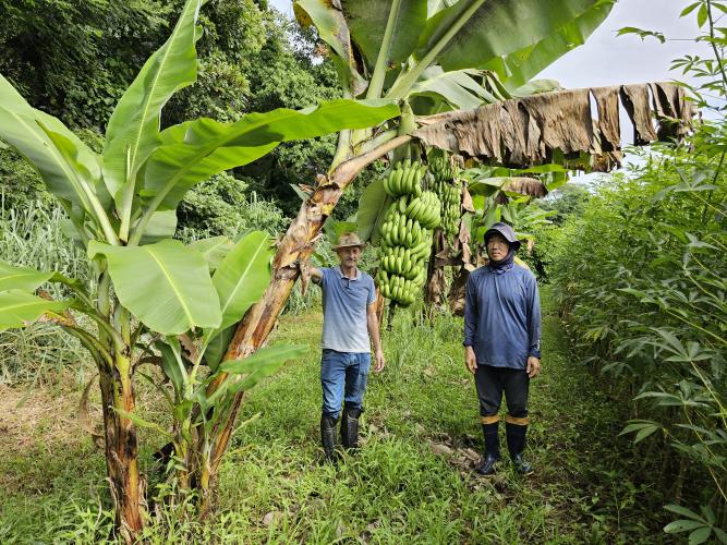Paraná tem potencial para duplicar a produtividade dos bananais