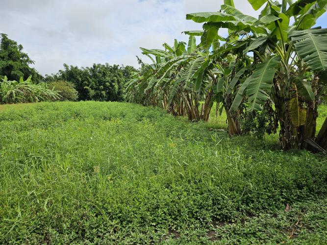 Paraná tem potencial para duplicar a produtividade dos bananais