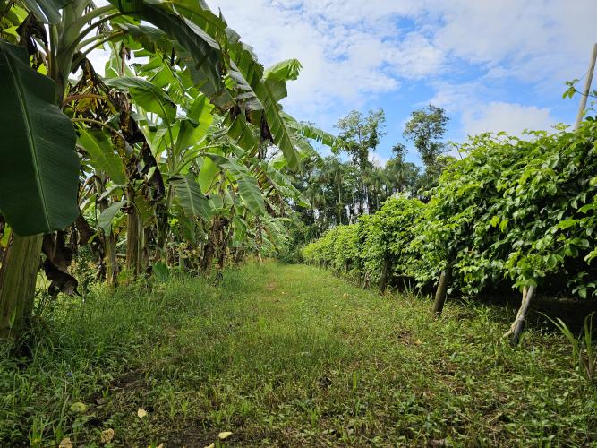 Paraná tem potencial para duplicar a produtividade dos bananais