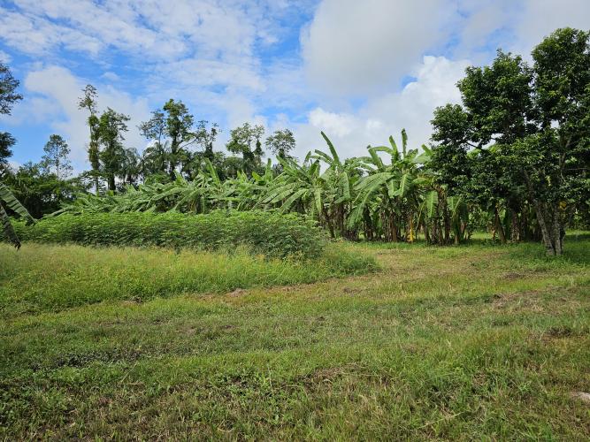 Paraná tem potencial para duplicar a produtividade dos bananais