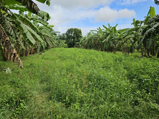 Paraná tem potencial para duplicar a produtividade dos bananais