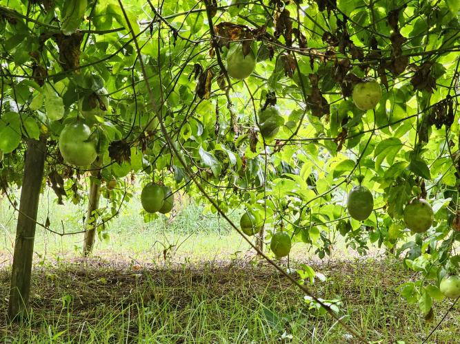 Paraná tem potencial para duplicar a produtividade dos bananais