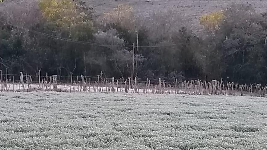 Risco de geadas: IDR-Paraná orienta produtores rurais