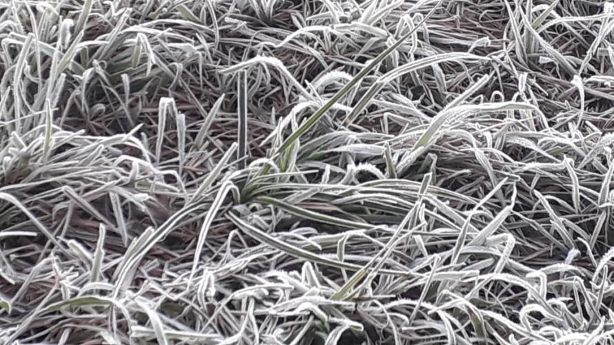 Risco de geadas: IDR-Paraná orienta produtores rurais