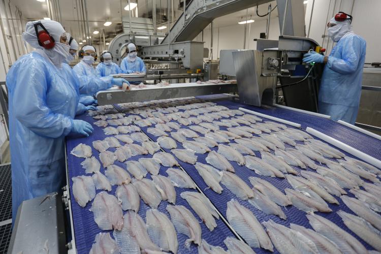 Receita na exportação de pescados do Paraná cresce mais de 4.600% em cinco anos