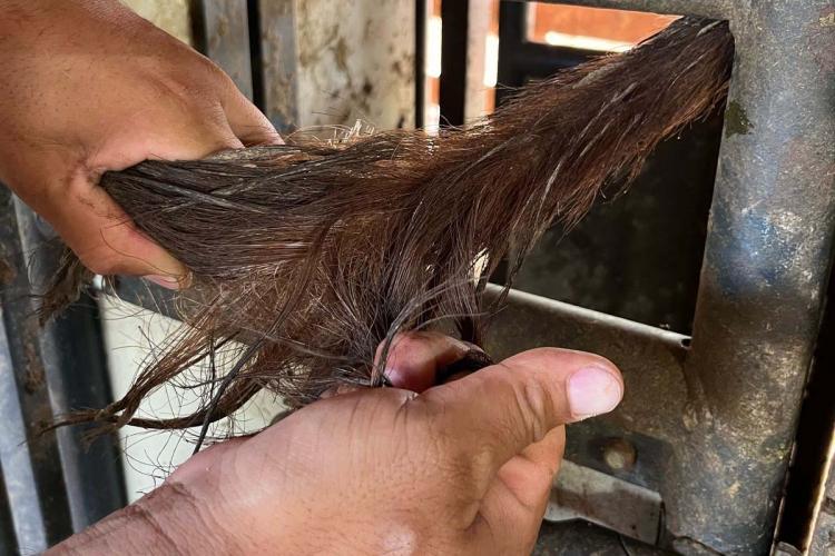 Melhoramento genético da raça Purunã deve ampliar oferta e elevar qualidade da carne