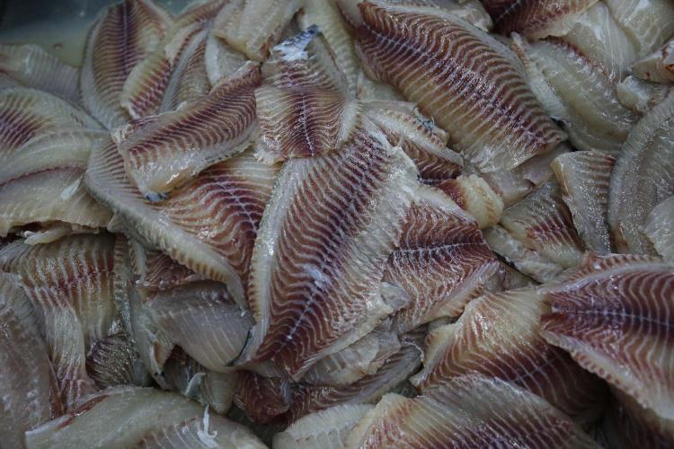 Receita na exportação de pescados do Paraná cresce mais de 4.600% em cinco anos