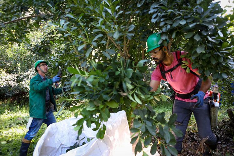Cultivo de erva-mate do Paraná vira Patrimônio Agrícola Mundial das Nações Unidas