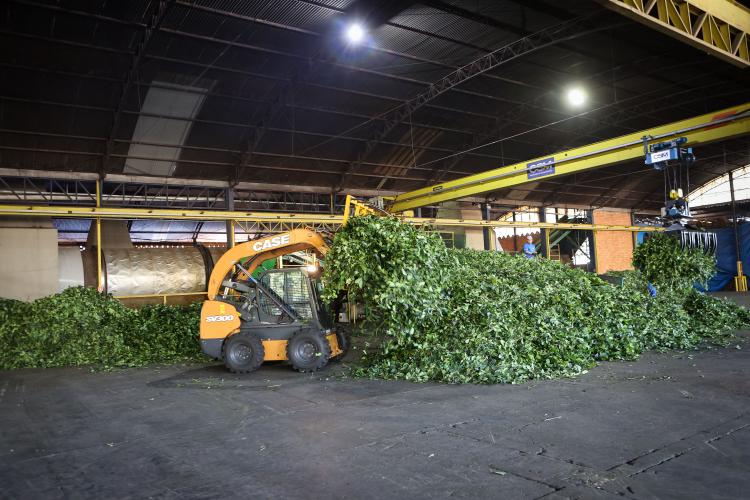 Cultivo de erva-mate do Paraná vira Patrimônio Agrícola Mundial das Nações Unidas