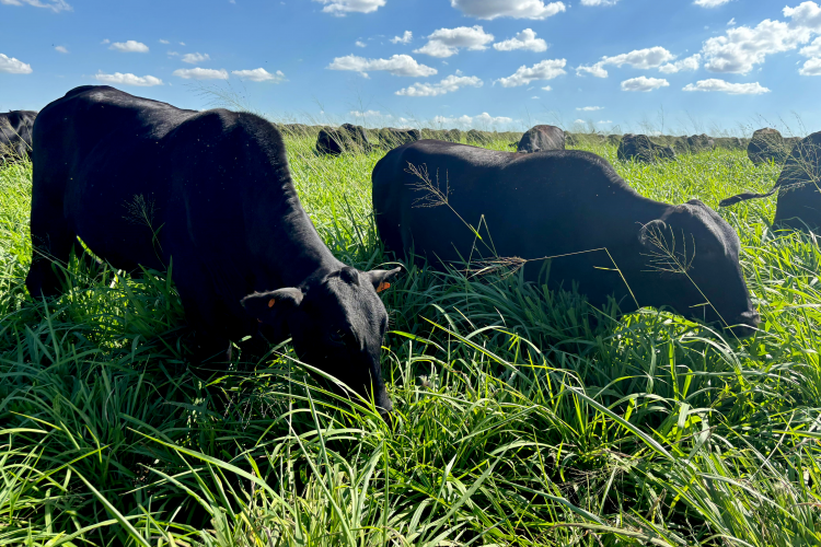 Mais de 19 mil propriedades do Paraná atualizam rebanho em 12 dias de campanha