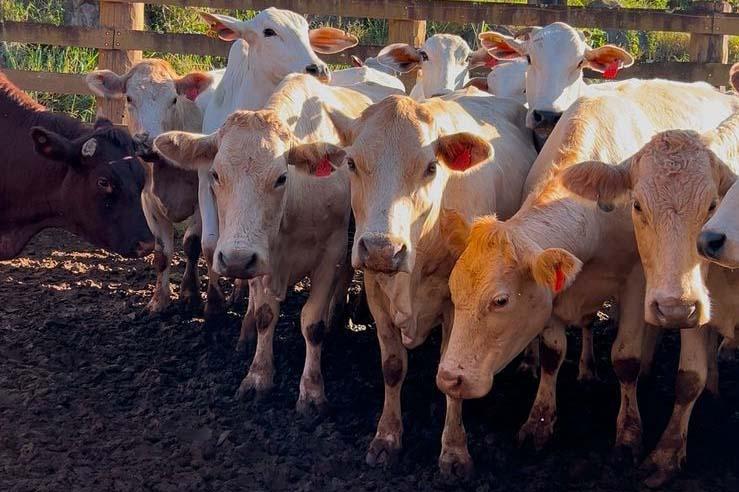 Melhoramento genético da raça Purunã deve ampliar oferta e elevar qualidade da carne