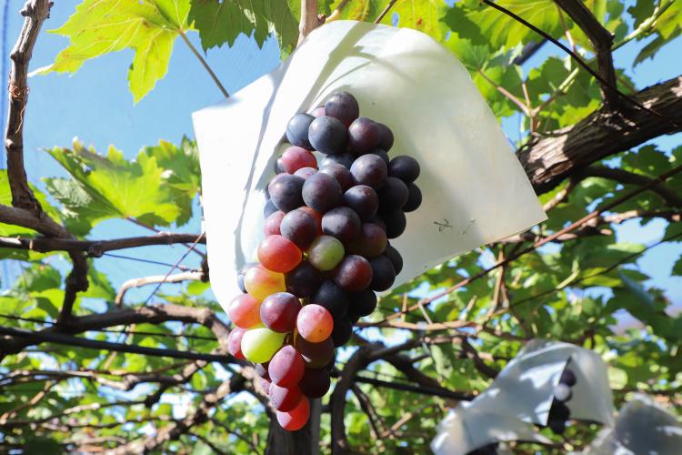 Paraná inicia mapeamento de pomares de uva para reforçar prevenção contra deriva de agrotóxicos