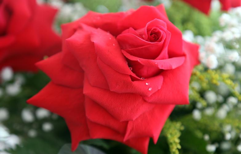 De olho no Dia das Mães: plantio de rosas alcança 265,8 mil dúzias em 10 cidades no Paraná