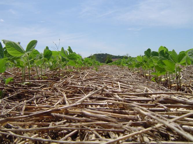Sistema Plantio Direto: inovação que brotou no Norte do Paraná e conquistou o mundo