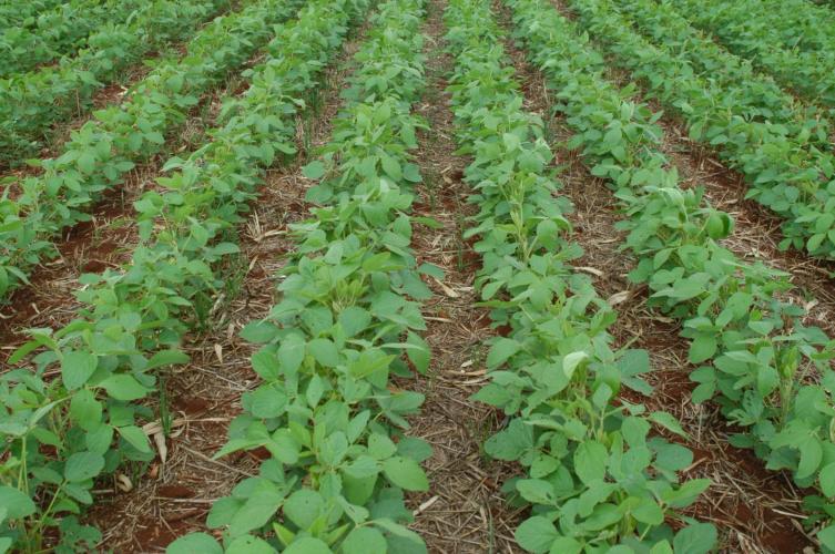 Sistema Plantio Direto: inovação que brotou no Norte do Paraná e conquistou o mundo