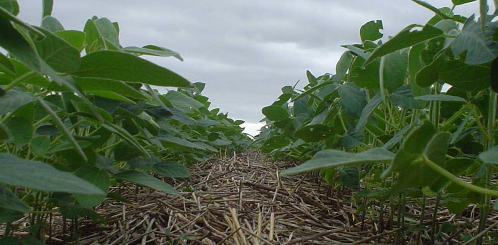 Sistema Plantio Direto: inovação que brotou no Norte do Paraná e conquistou o mundo
