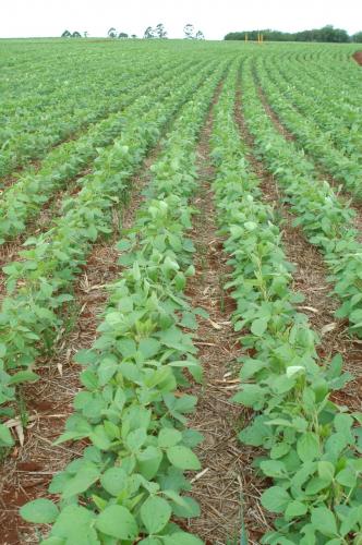 Sistema Plantio Direto: inovação que brotou no Norte do Paraná e conquistou o mundo