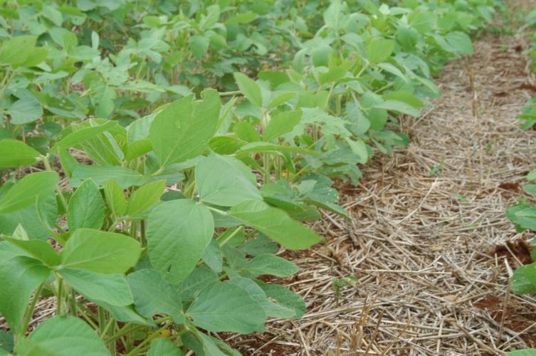 Sistema Plantio Direto: inovação que brotou no Norte do Paraná e conquistou o mundo