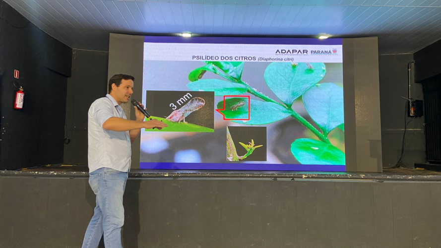 Simpósio na ExpoIngá reforça união de esforços no combate ao greening na citricultura paranaense